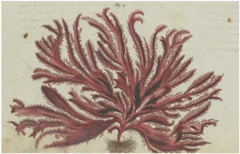 Red Seaweed - John Derian (500x500), Png Download