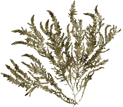 Click And Drag To Re-position The Image, If Desired - Cypress Family (452x700), Png Download