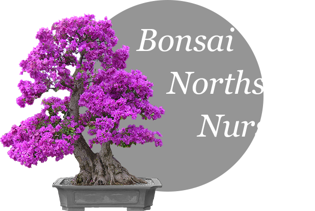 Bonsai Northside Nursery Logo - Bonsai (618x414), Png Download
