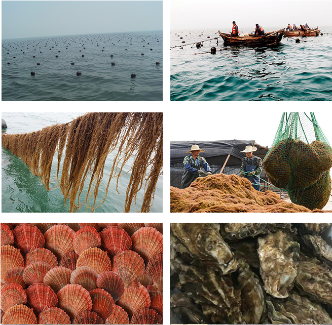 Qingdao Gather Great Ocean Seaweed Culture Co - Qingdao (830x676), Png Download