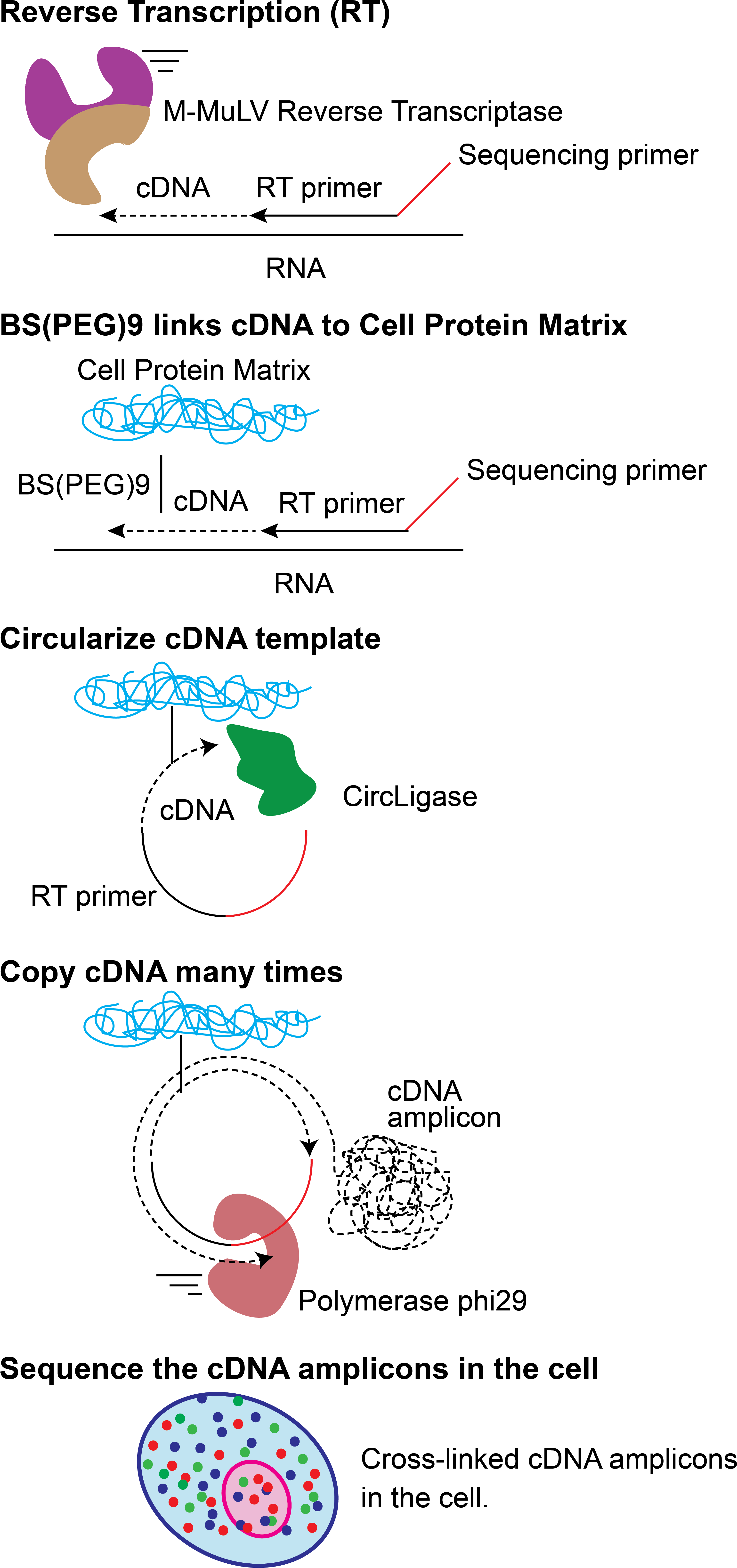 Fisseq Schematic - Diagram (3046x6804), Png Download