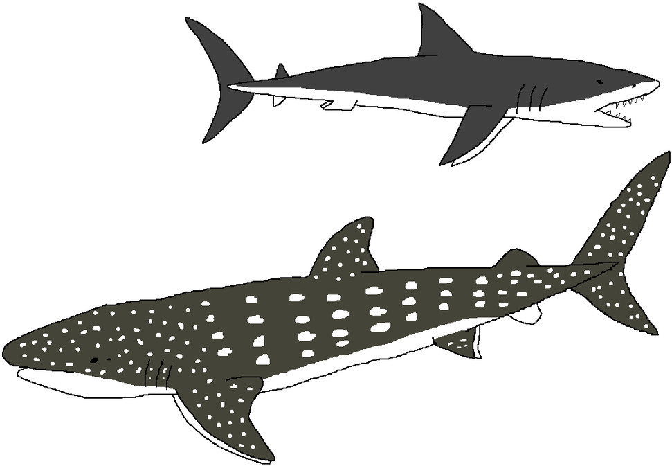 1024 X 700 1 - Whale Shark (1024x700), Png Download