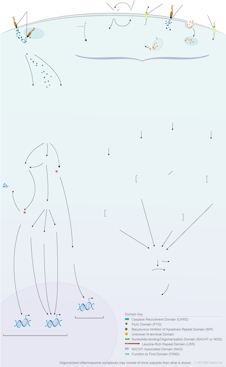 Nod-like Receptor Signaling Pathways - Sketch (750x1252), Png Download