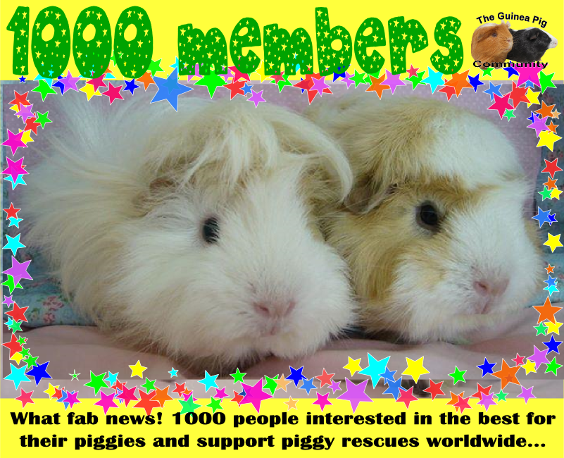 The Guinea Pig Community On Facebook Now Has 1000 Members - Guinea Pig (801x650), Png Download