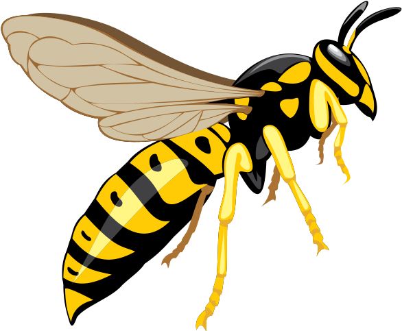 Wasp Png Download Image - Wasp Clipart (913x642), Png Download