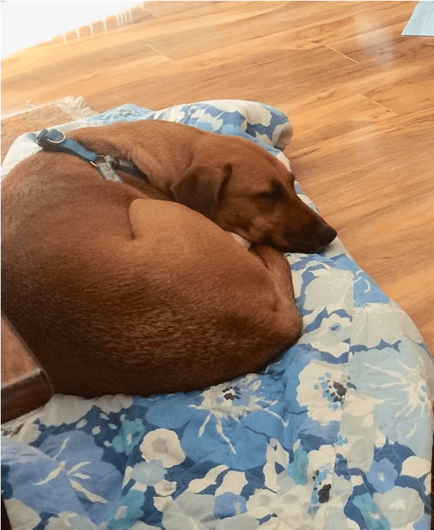 Adult Rate - Companion Dog (800x750), Png Download