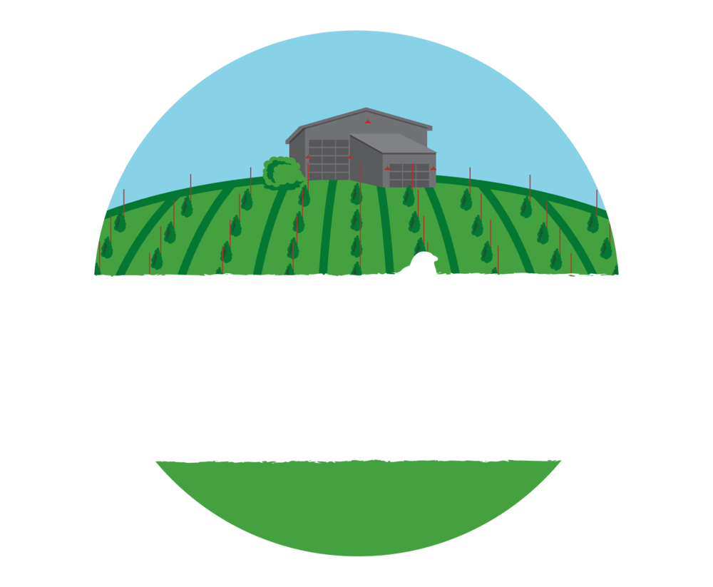 Birch Png (1000x823), Png Download