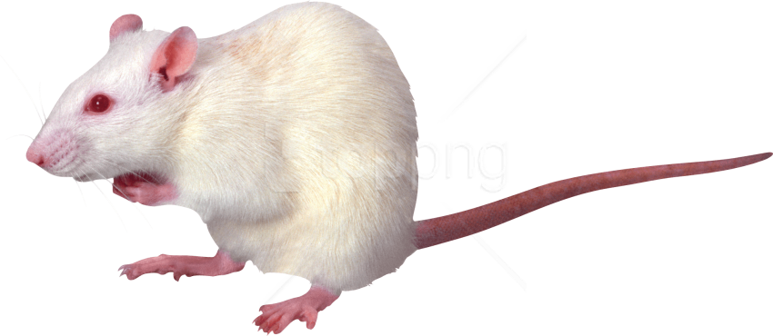 Free Png Mouse Png Png Images Transparent - Photoacoustic Imaging (850x370), Png Download