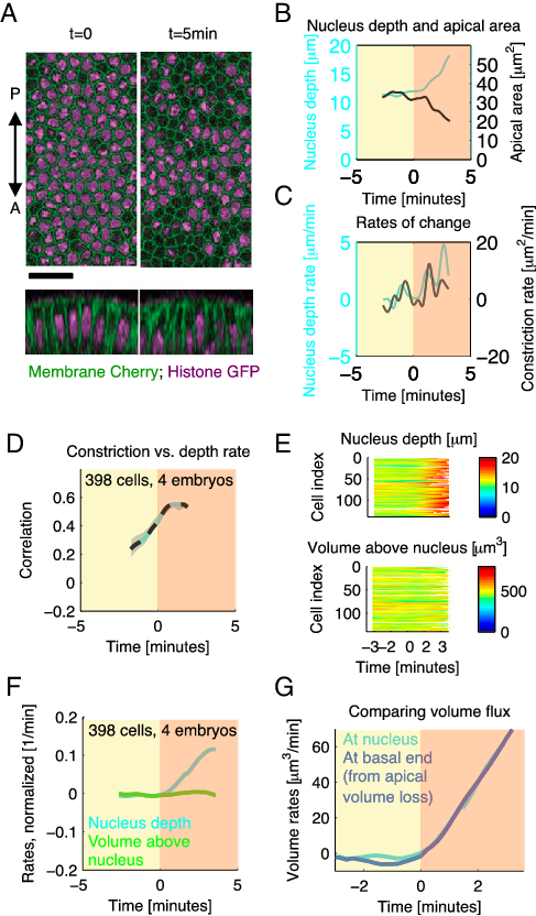 Apical Constriction Predicts Basal Movement Of Nucleus - Diagram (487x832), Png Download