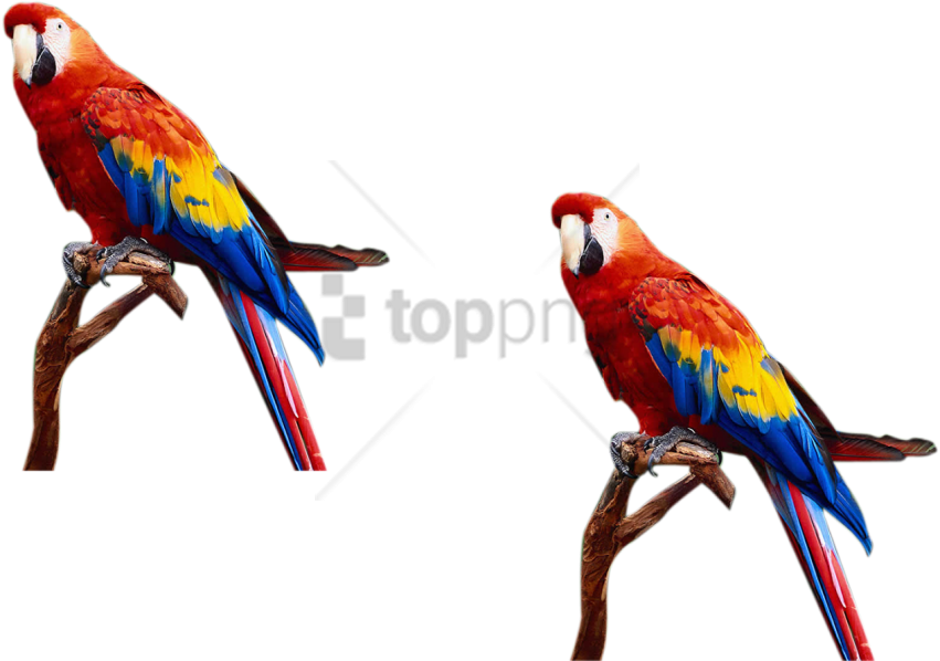 Download S For Photoshop Png Images Background Toppng - Birds And Animals Png (851x598), Png Download