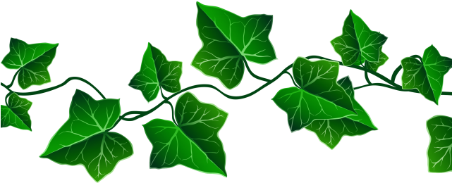 Green Leaves Clipart Real Leaf - Transparent Background Ivy Png (640x480), Png Download