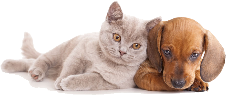 And Horse Sitting Pet Dog Together Cat Clipart - Cat And Dog Hd (1000x543), Png Download