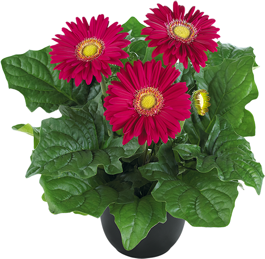 Dark Purple - Barberton Daisy (600x600), Png Download