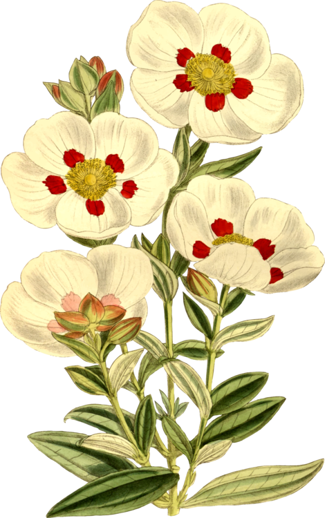 Labdanum Gum Rockrose Flowering Plant Plants - Flower Quotes In English (470x750), Png Download