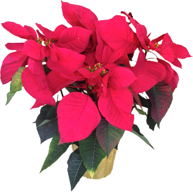 Island Flowers By Liana (643x640), Png Download