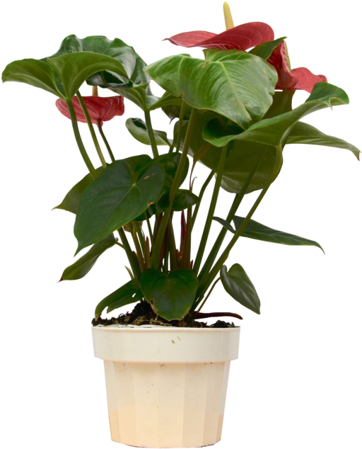 Flowerpot (1024x678), Png Download
