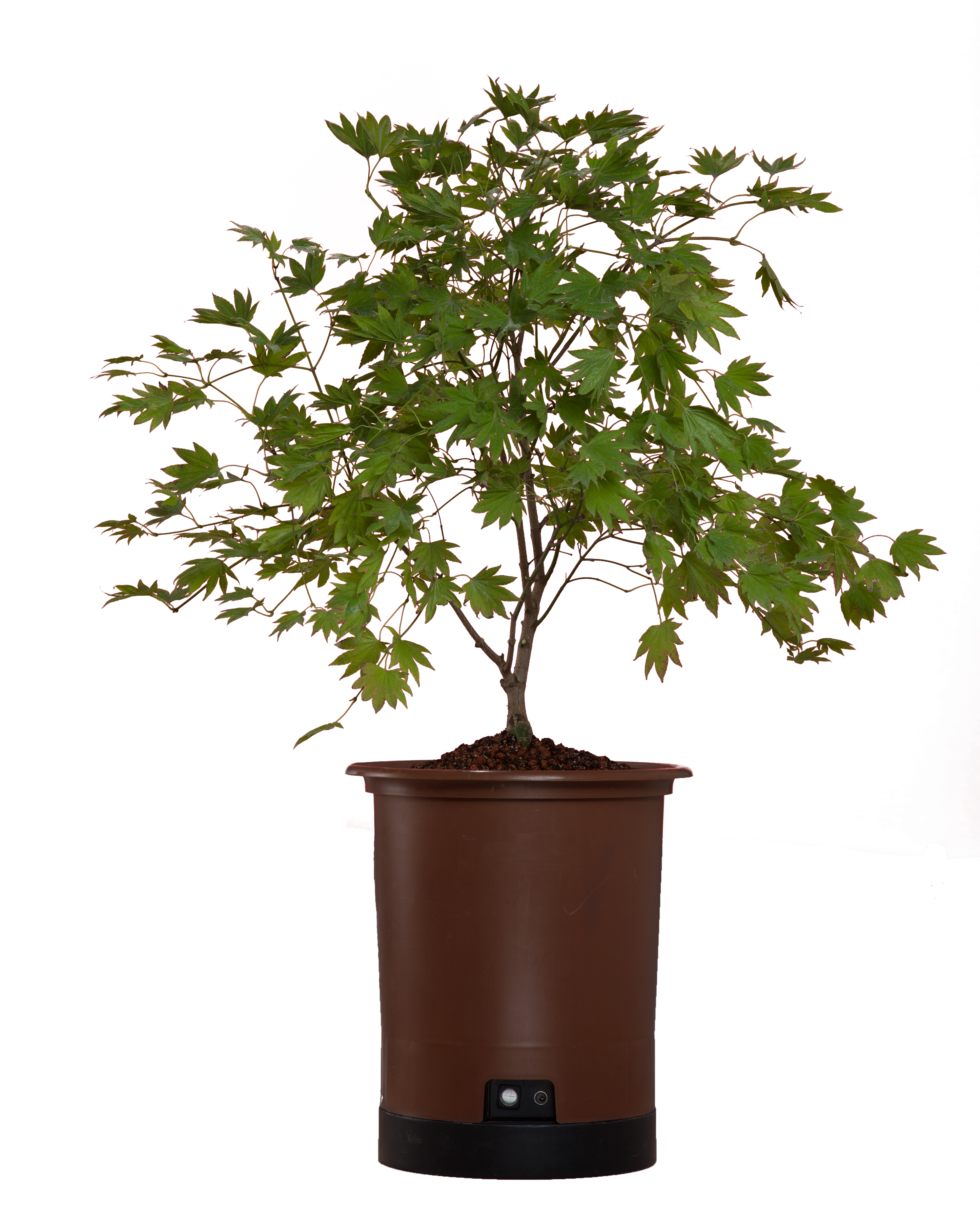 Japanese Maple Png (5616x3744), Png Download