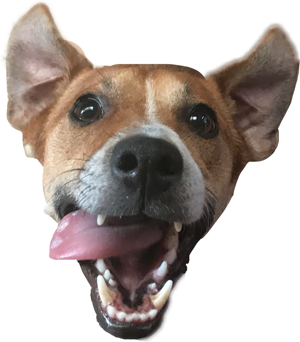 #dog #cane #lmao #doghead #italy #freetoedit - Companion Dog (1024x1166), Png Download