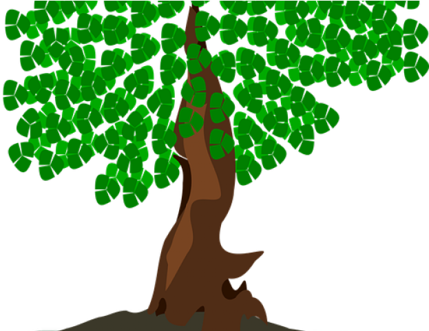 Bonsai Tree Clipart - Bonsai Transparent Clipart (640x480), Png Download