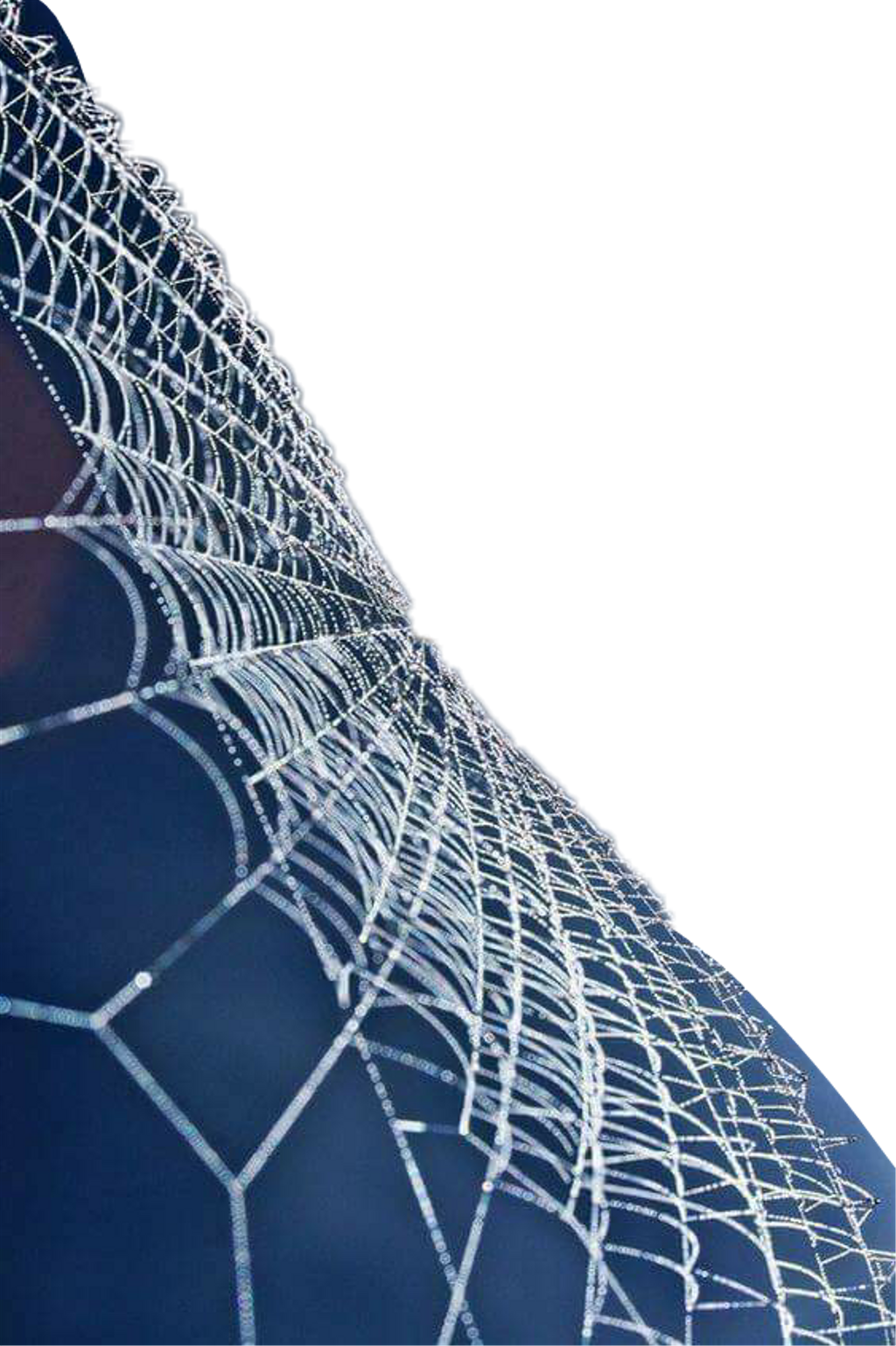 Report Abuse - Spider Web (1024x1537), Png Download