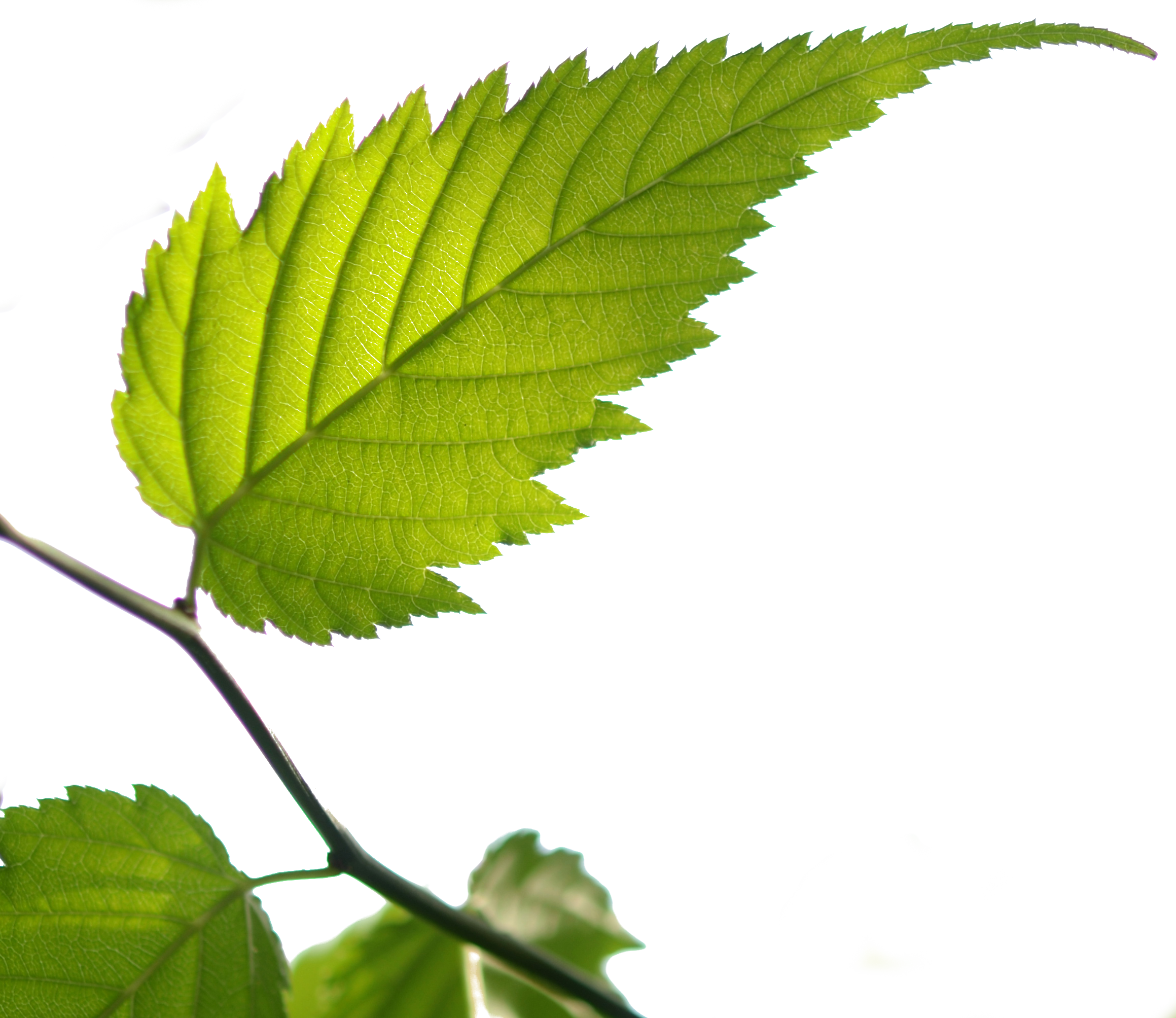 Bgtransp L Kerria Japonica Leaf - Ulmus Alata (2319x2007), Png Download
