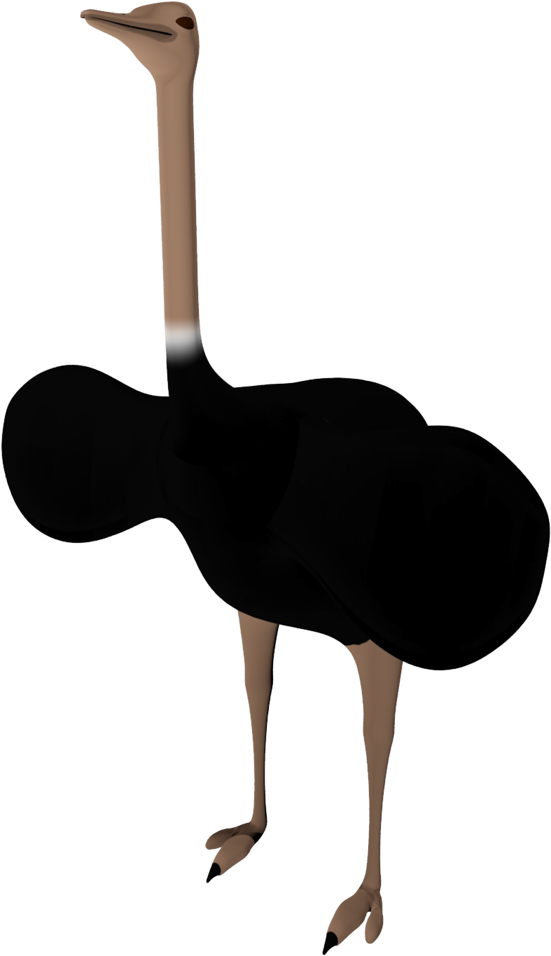 Black Ostrich Png Pictures - Ostrich (1000x1500), Png Download
