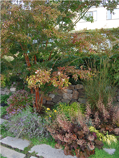 Ragen & Associates - River Birch (1100x600), Png Download