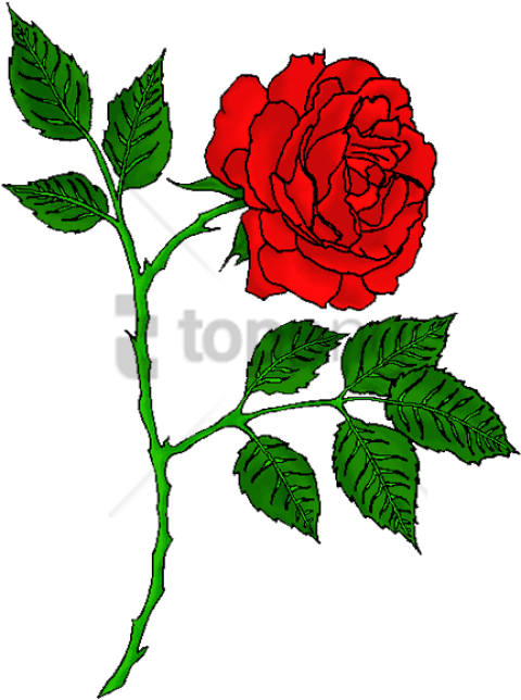 Free Png Red Rose Tattoo Transparent Png Image With - Portable Network Graphics (480x644), Png Download