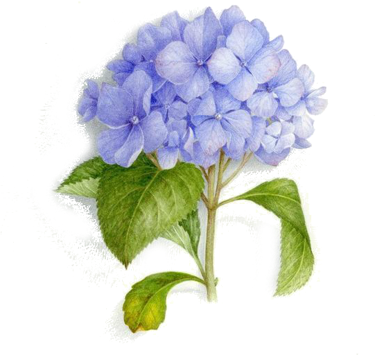 Tattoo Art Bouquet Painting Illustration Watercolor - Blue Hydrangea Bouquet Painting Watercolor (564x562), Png Download