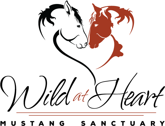 Calligraphy (864x508), Png Download