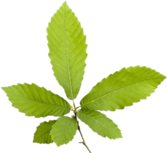 Chestnut Leaves Png - Blad Van Een Tamme Kastanje (800x532), Png Download