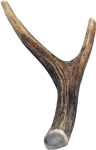 Grab The Horns - Boss Pet Large Antler Dog Chew (99889) 10 Each (355x500), Png Download