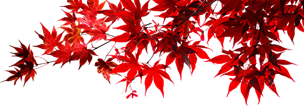 Green Tea - Momiji Dolls (985x346), Png Download