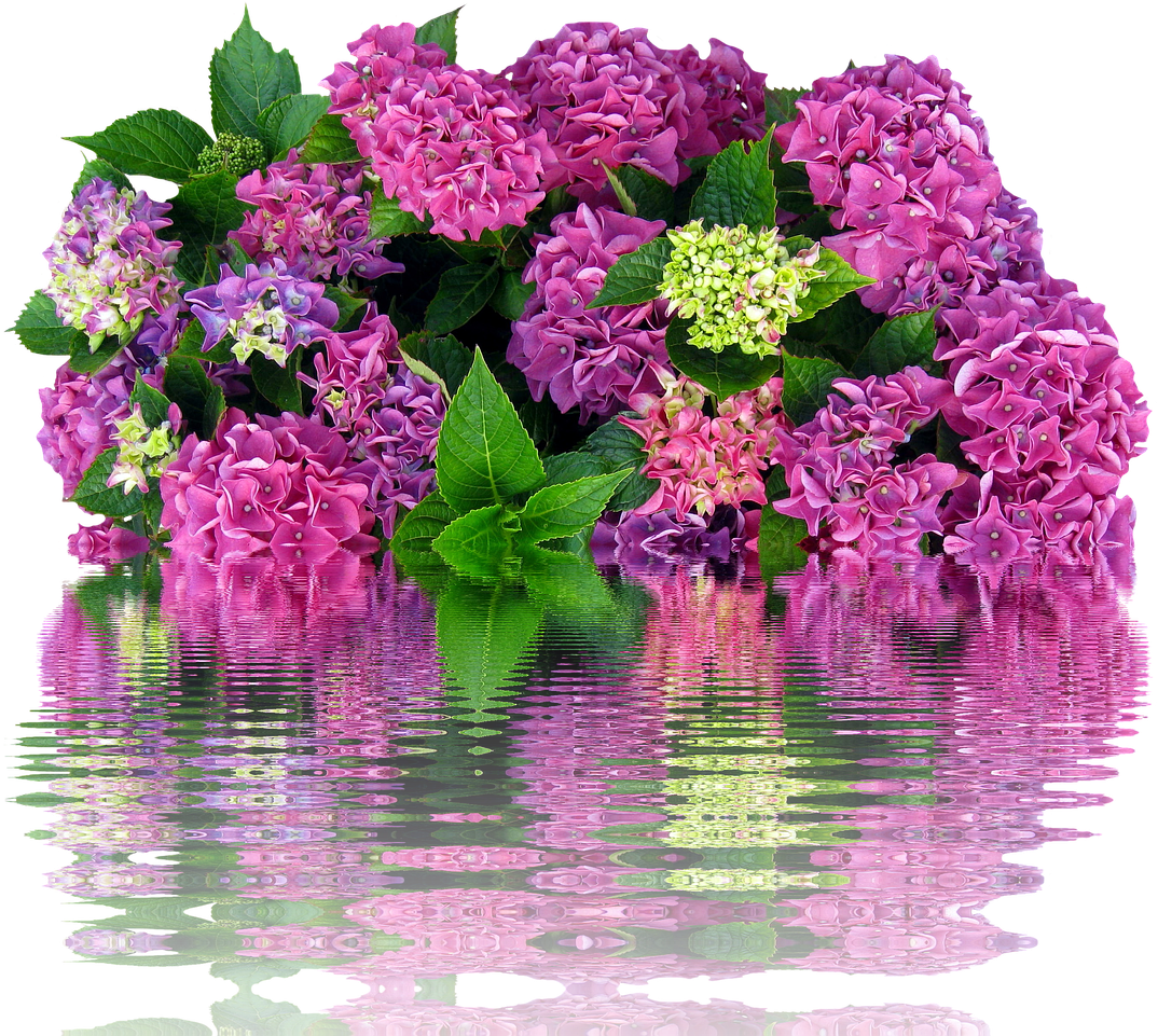 Flores Hortênsia Lilas Png (1280x960), Png Download