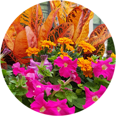 Testimonials - Bougainvillea (380x380), Png Download