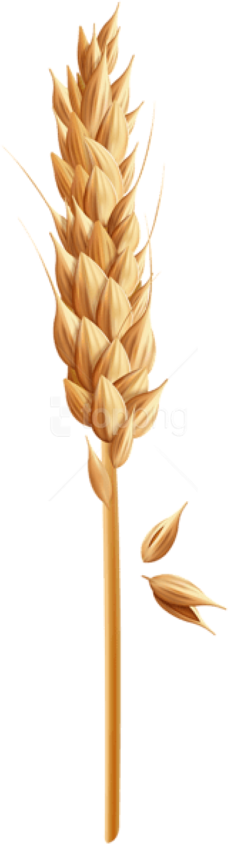 Free Png Download Wheat Grain Clipart Png Photo Png - Grain Of Wheat Clipart (480x1675), Png Download