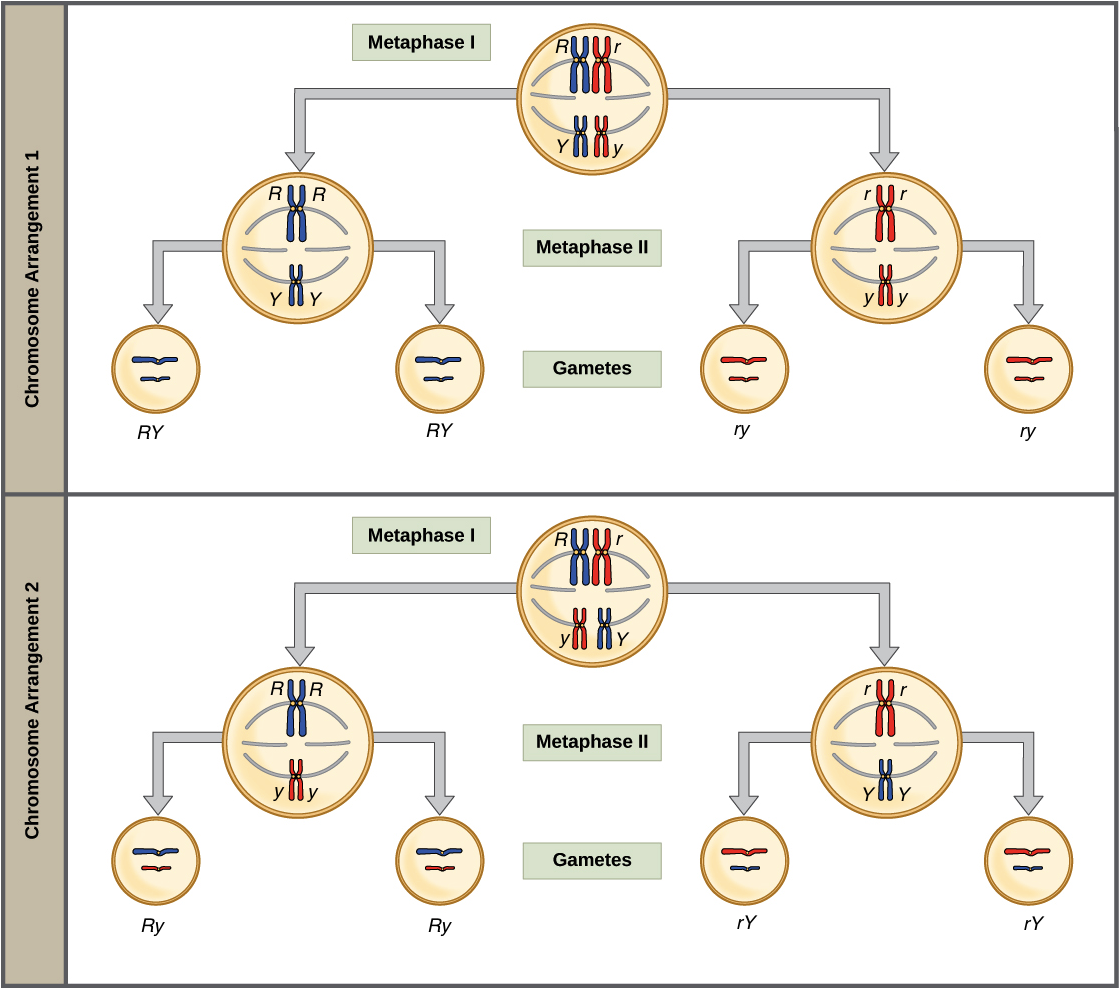 Clipart Transparent Stock Alleles Definition Allele - Independent Assortment Worksheets (1132x999), Png Download