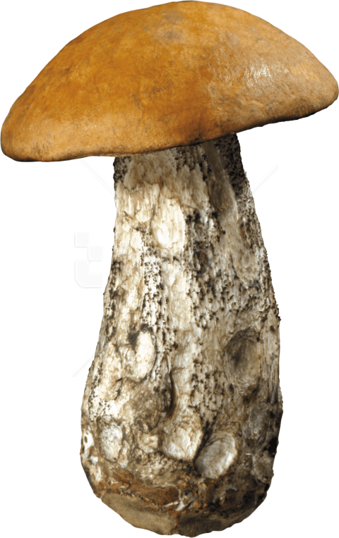 Free Png Dirty Mushroom Png Images Transparent - Mushroom Transparent (480x763), Png Download
