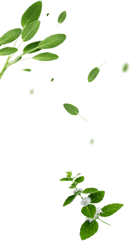 Co - ,ltd - - Thailand's Leading Fresh Fruit And Vegetables - Oars Organic (460x841), Png Download