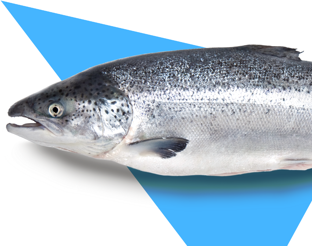 We Track Millions Of Migratory Fish Patterns Annually, - Touladi (1920x1066), Png Download