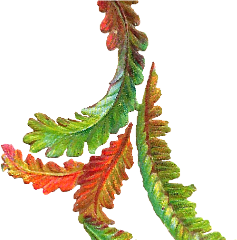 Foliage Clipart Paan - Illustration (640x480), Png Download