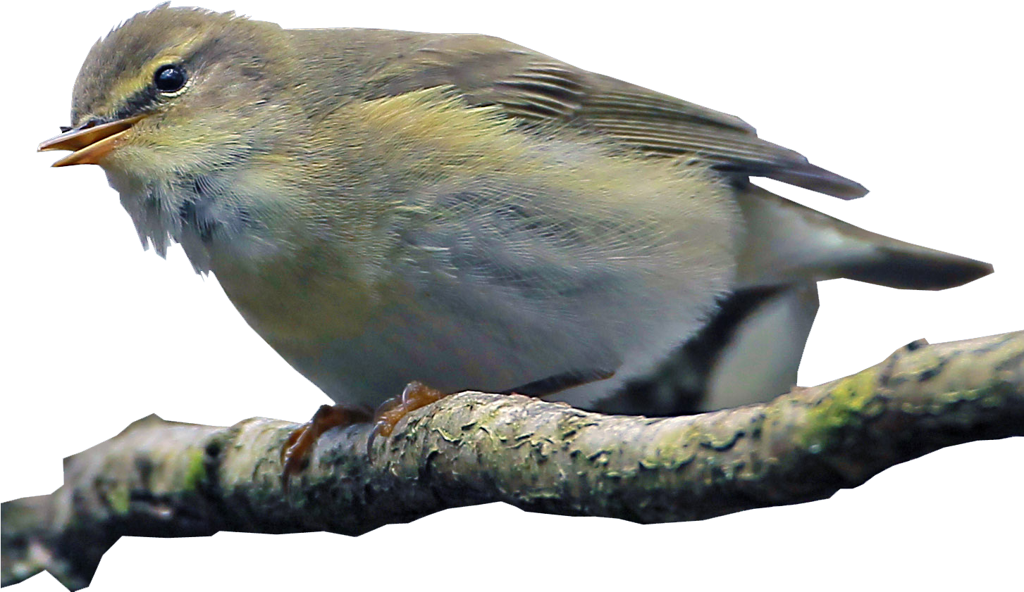 Baby Bird Transparent Background (1452x888), Png Download