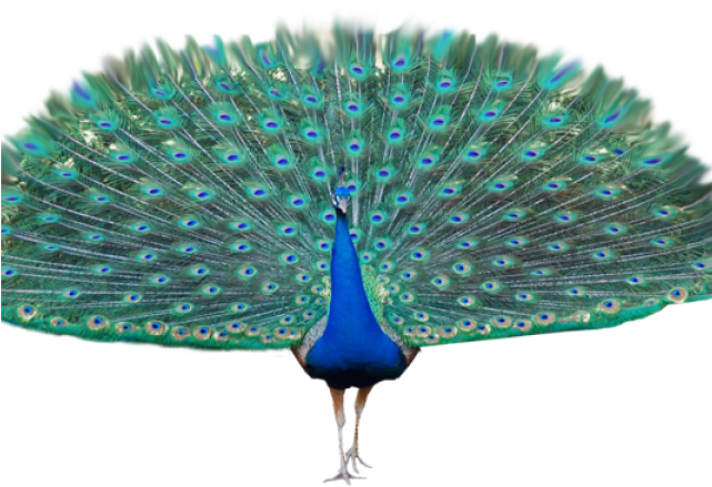 Peacock Clipart Transparent Background - Transparent Peacock Png (640x480), Png Download