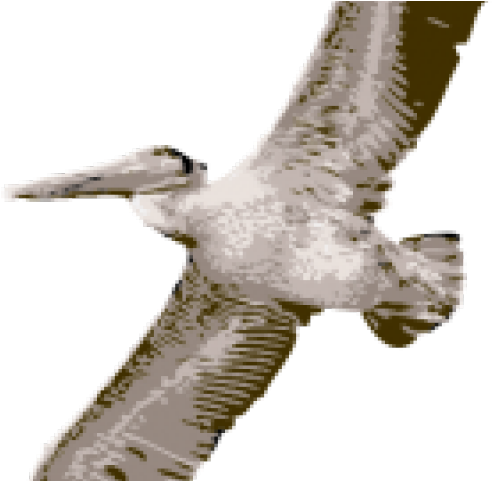 Pelican Clipart (640x480), Png Download