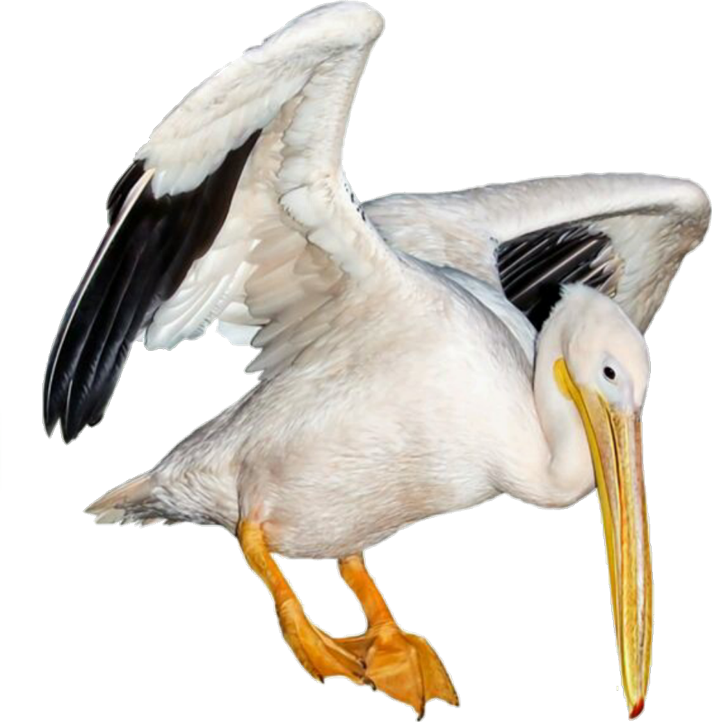 Pelican Sticker - White Pelican (1024x1039), Png Download