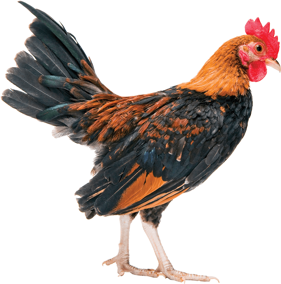 Is The Chicken Industry Rigged - Uccelli Pene (1000x1027), Png Download