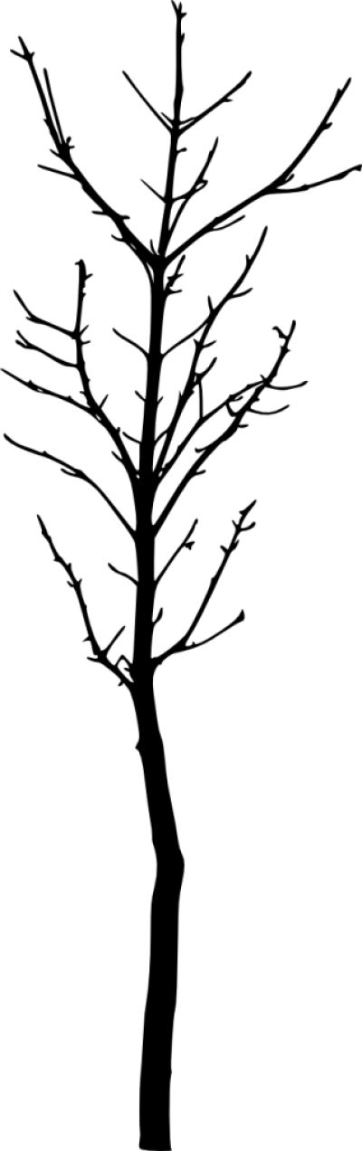 Bare Tree Silhouette - Twig (400x1272), Png Download