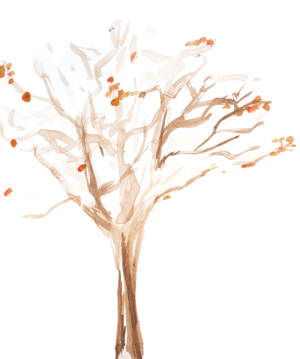 Tree-bare - Still Life Photography (612x732), Png Download