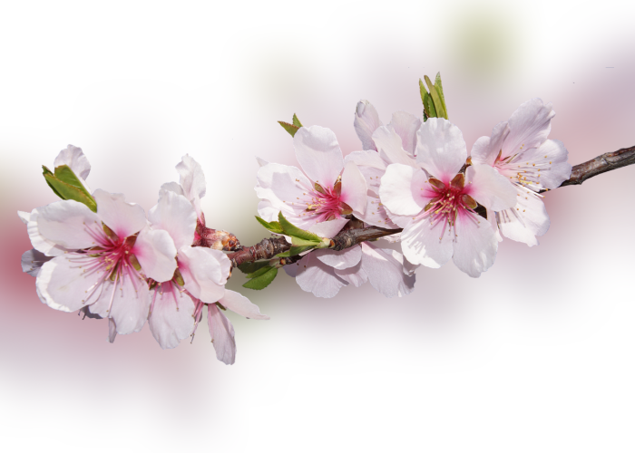 Color Palette Ideas From Flower Blossom Flowering Plant - Обложки На Фейсбук Весна (700x500), Png Download