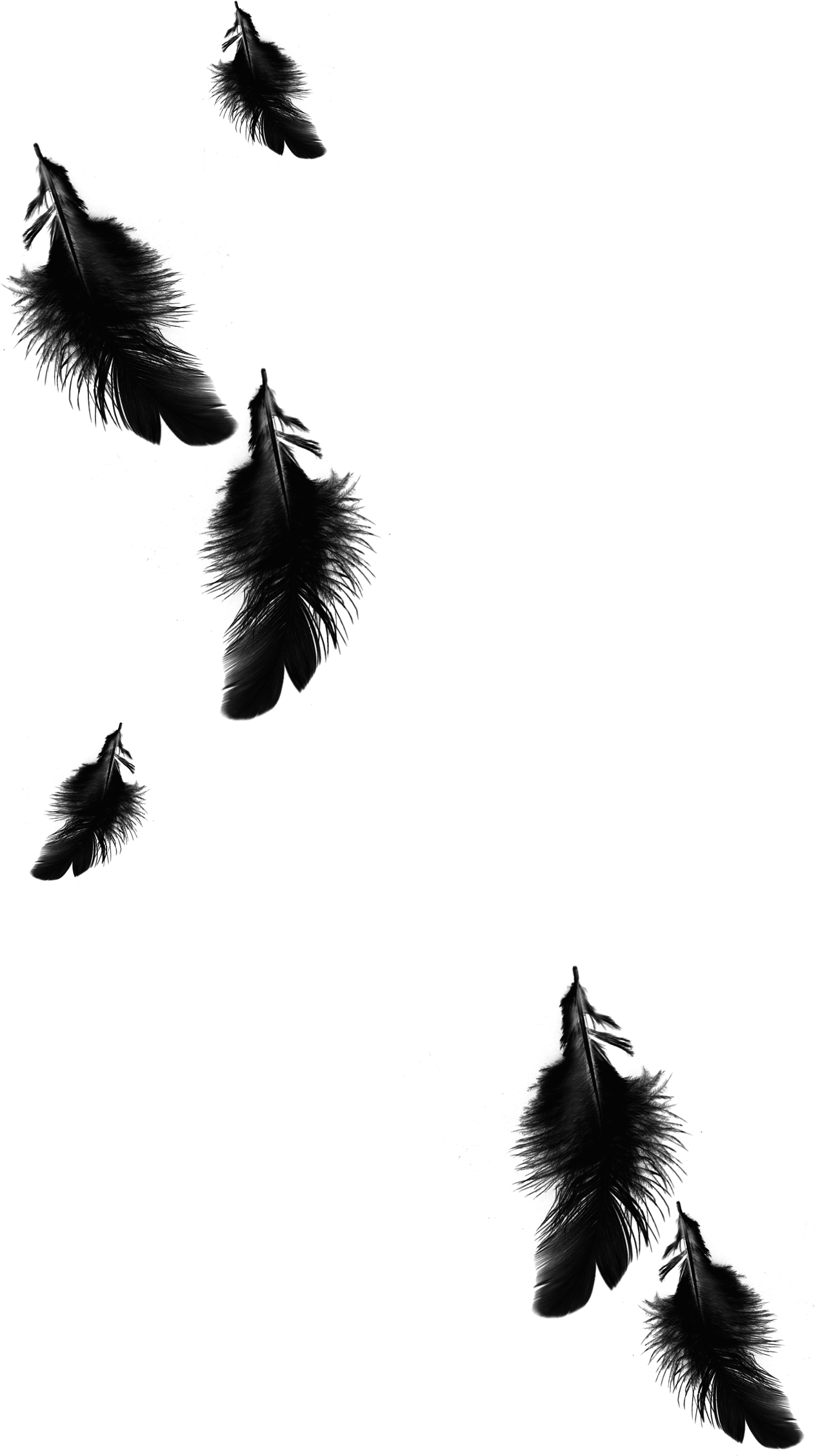 1299 X 2258 5 - Black Feathers Png (1299x2258), Png Download
